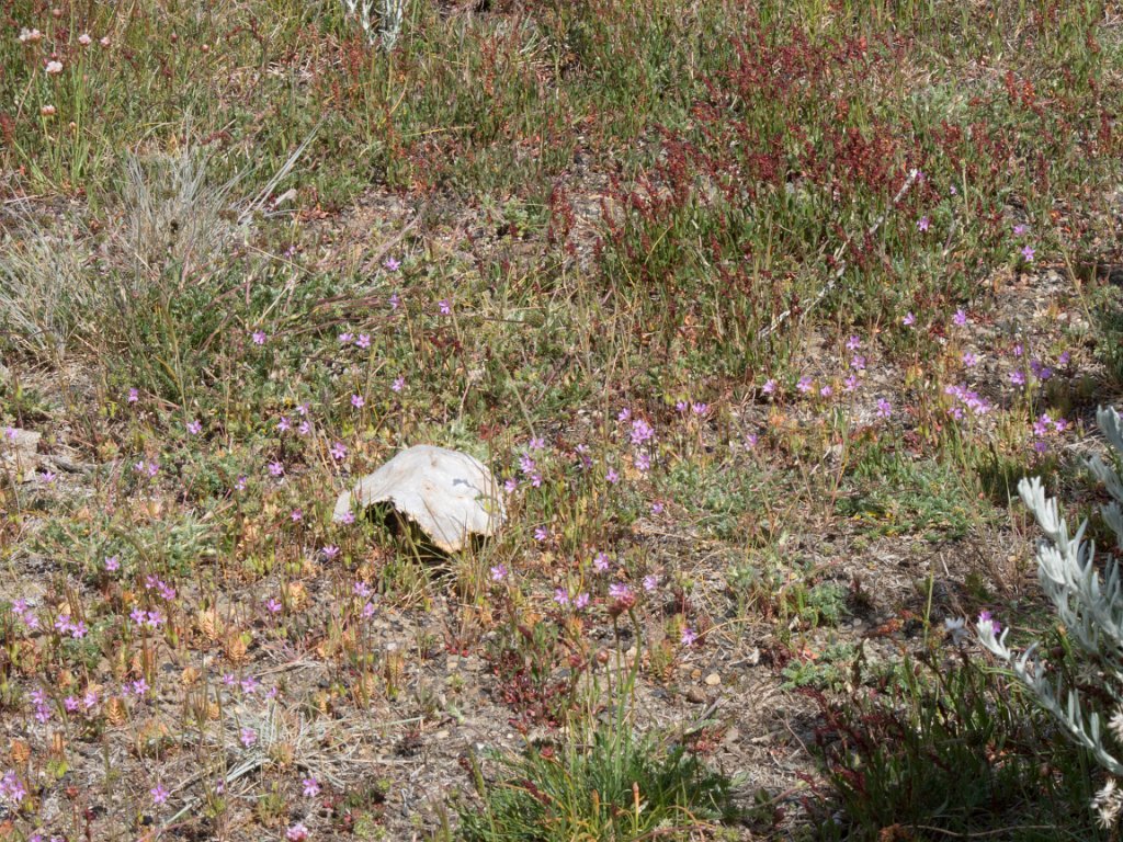 LR ARG-20130107-301