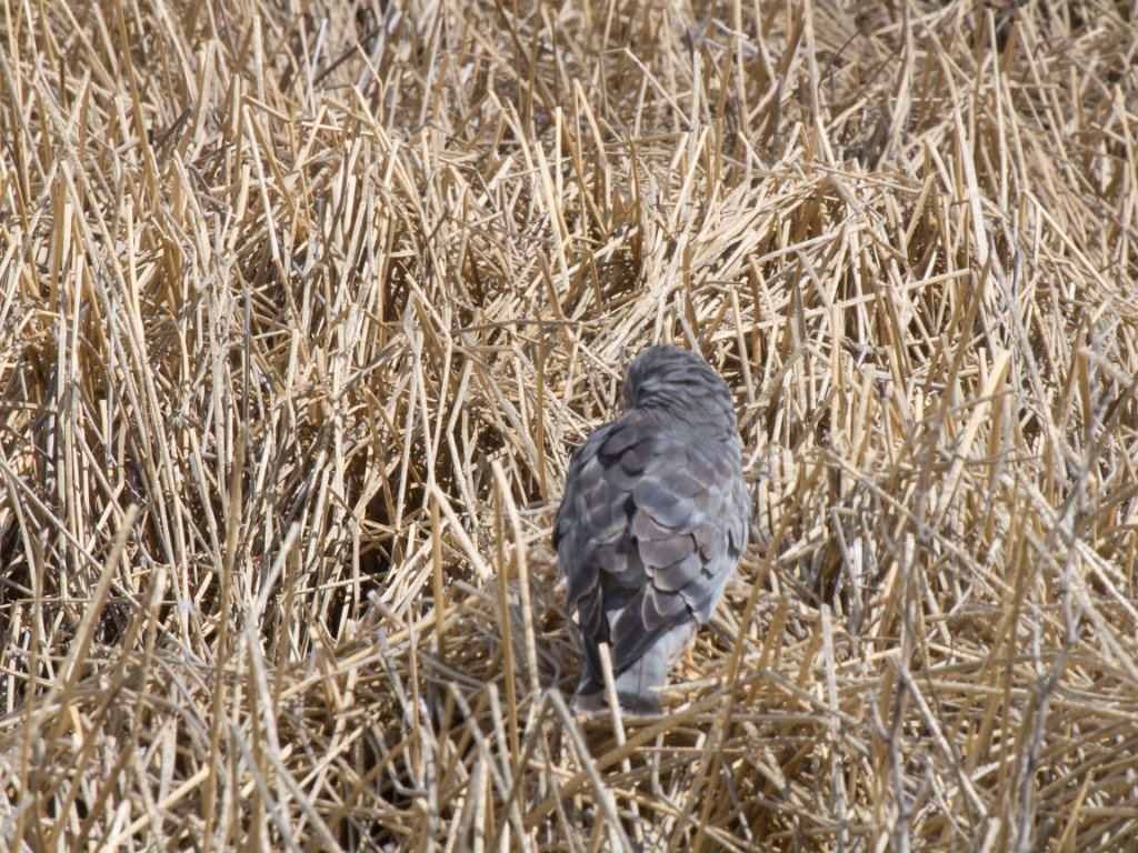 LR ARG-20130107-309