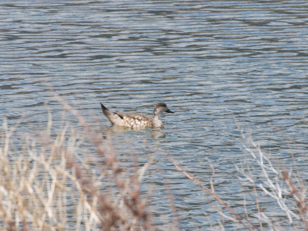 LR ARG-20130107-317