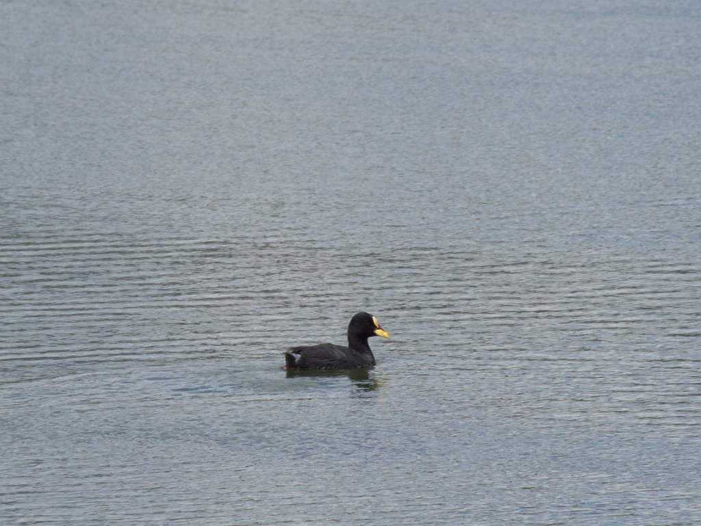 LR ARG-20130107-323