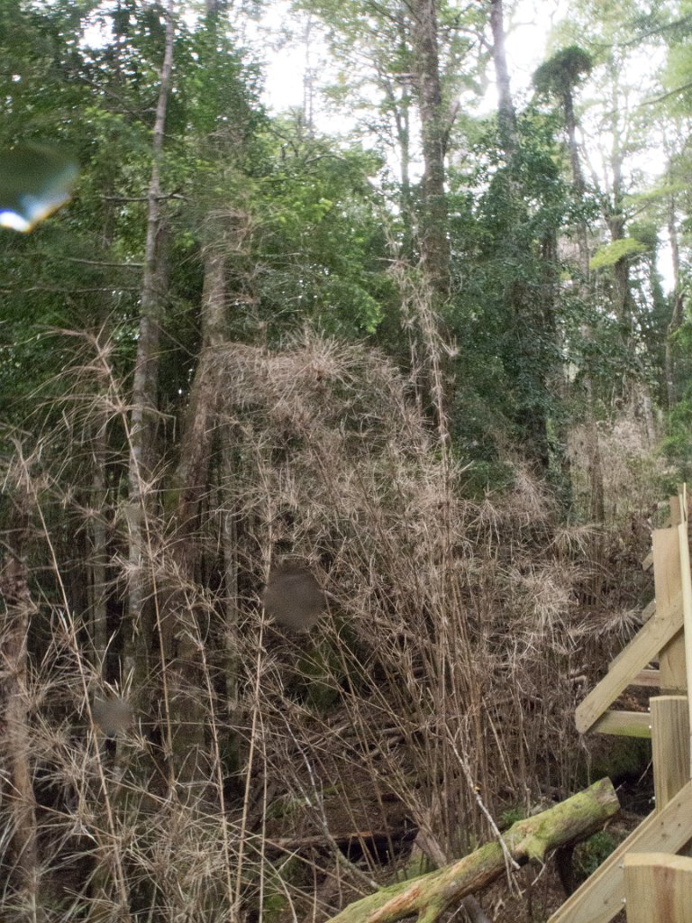 LR ARG-20130107-494