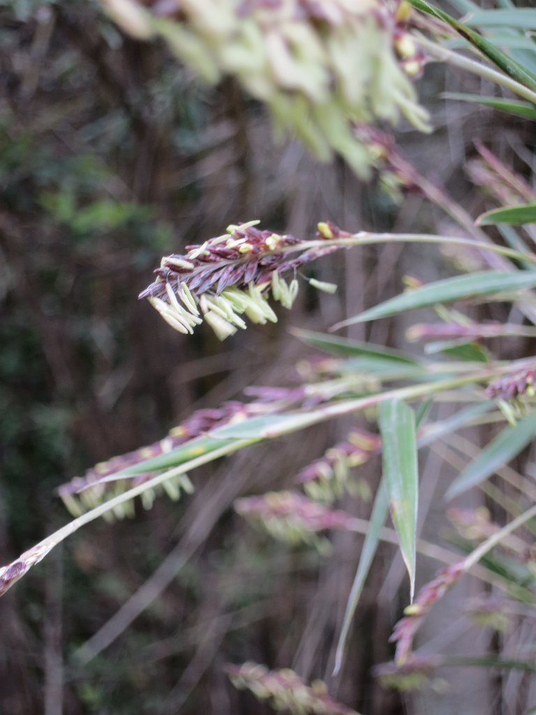 LR ARG-20130107-568