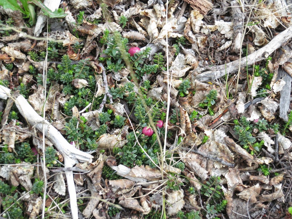 LR ARG-20130107-090