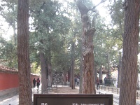China 1336 : China Dziob