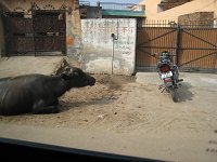 IMG 9454