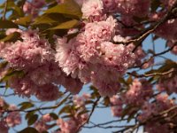 LR-20100521 1161  We were too late tor cherry blossom --> We were too late tor cherry blossom