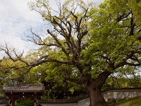 LR-20100518 0747  We think that  Shoren-in Temple  was one of the nicest one we saw. It was quite secluded, with nice garden and beautiful paintings on the walls - the most important thing was - we could take pictures! --> We think that  Shoren-in Temple  was one of the nicest one we saw. It was quite secluded, with nice garden and beautiful paintings on the walls - the most important thing was - we could take pictures!
